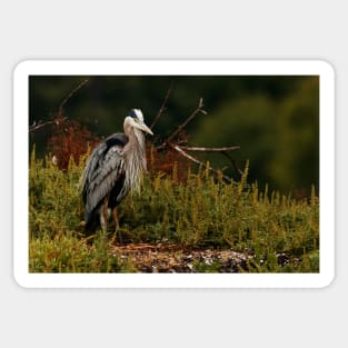 Relaxing Great Blue Heron Sticker